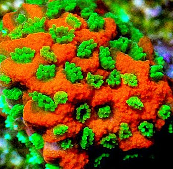 Tropical Fish Store Blue Earth Corals Aquariums Reviews And Photos 5791 Desoto Rd