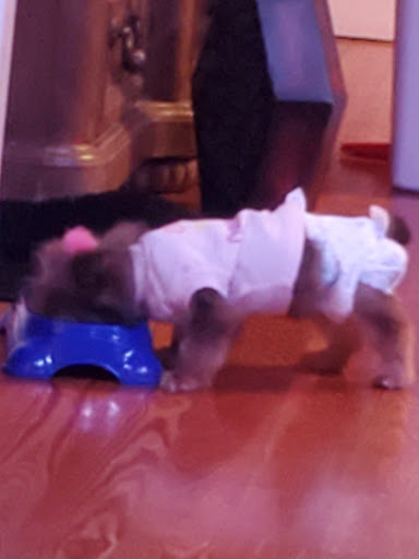 Pet Supply Store «Petco Animal Supplies», reviews and photos, 187 Stonebrook Pl, Jackson, TN 38305, USA