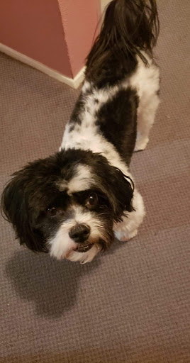 Pet Supply Store «Petco Animal Supplies», reviews and photos, 2435 N Hwy 67, Florissant, MO 63033, USA