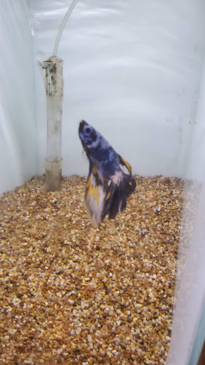 Tropical Fish Store «Ocean Blue Aquarium», reviews and photos, 2246 Aloma Ave, Winter Park, FL 32792, USA