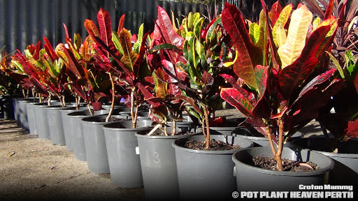 Pot Plant Heaven Perth