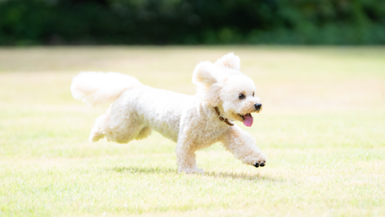 Y&I Dog Academy ドッグトレーニング・犬のしつけ