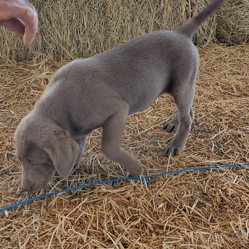 Santa Fe Labrador Kennels