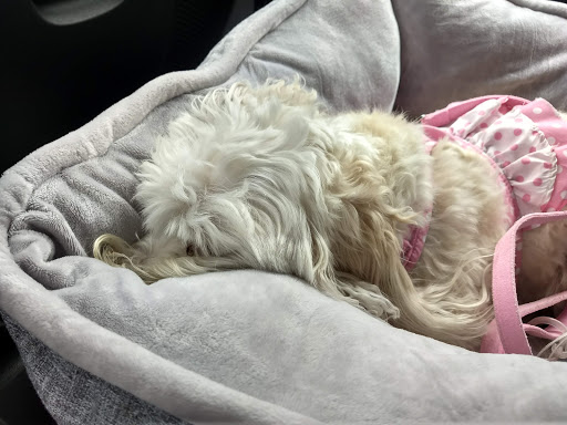 Pet Supply Store «PetSmart», reviews and photos, 3610 Rosecrans St, San Diego, CA 92110, USA