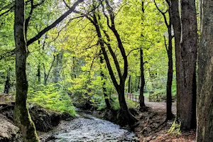 Borsdane Wood image