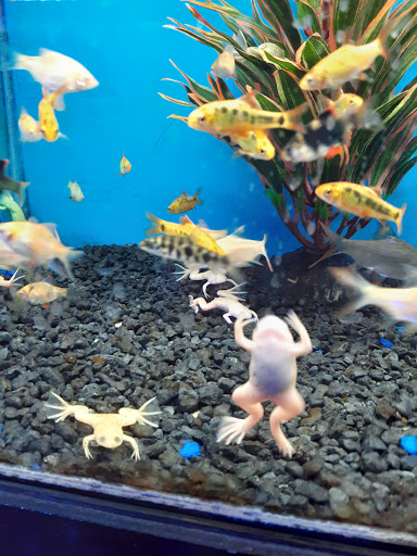 Pet Store «Exotic Fish & Pets», reviews and photos, 3272 N 5th Street Hwy, Reading, PA 19605, USA