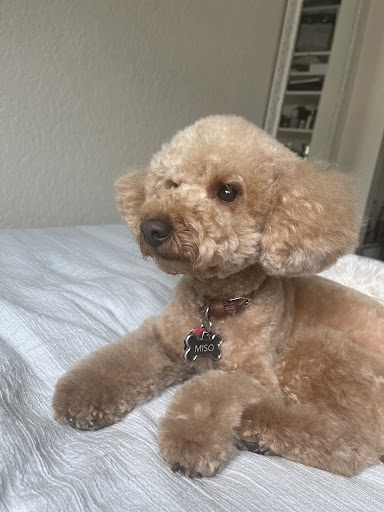 Pet Supply Store «Petco Animal Supplies», reviews and photos, 15895 Pines Blvd, Pembroke Pines, FL 33028, USA