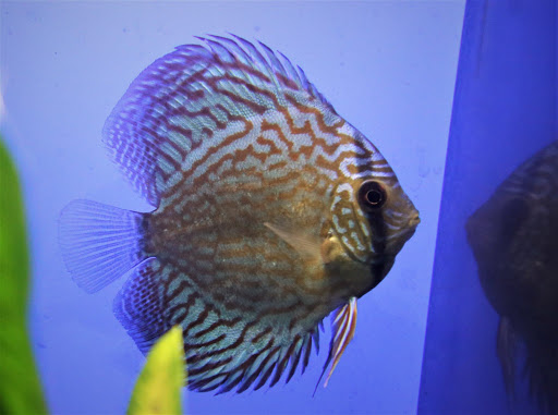 Aquarium Shop «Wet Pets by Steve», reviews and photos, 504 W Main St, Norman, OK 73069, USA