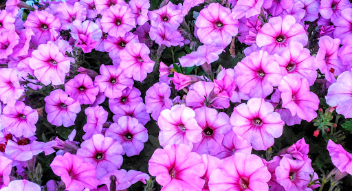 Park «Horner Park», reviews and photos, 2741 W Montrose Ave, Chicago, IL 60618, USA