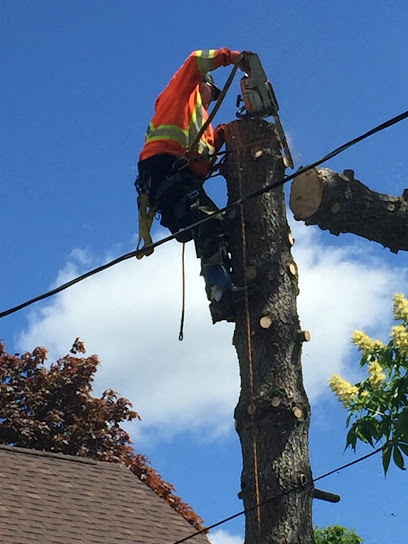 About the Cut Tree Service