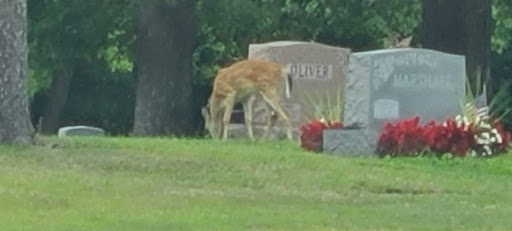 Florist «Thrifty Florist», reviews and photos, 26989 Woodward Ave, Huntington Woods, MI 48070, USA