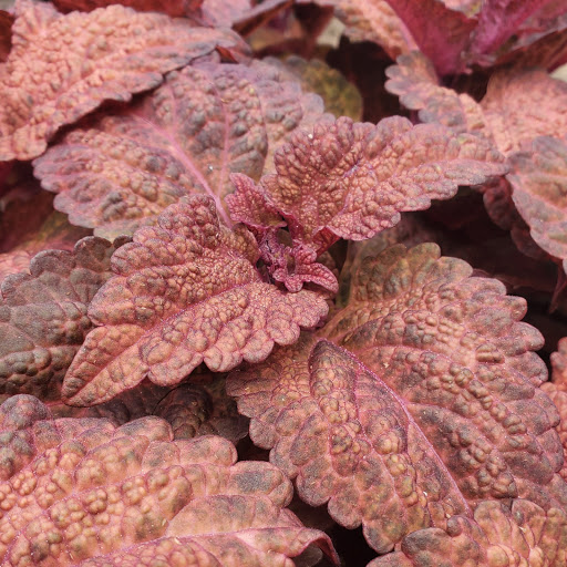 Plant Nursery «HOUSTON PLANTS & GARDEN WORLD», reviews and photos, 16726 North Fwy, Houston, TX 77090, USA