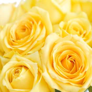 Yellow Rose Holistic Therapies