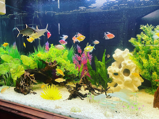 Pet Supply Store «Pet Supermarket, Inc.», reviews and photos, 1052 Peachtree Industrial Blvd, Suwanee, GA 30024, USA