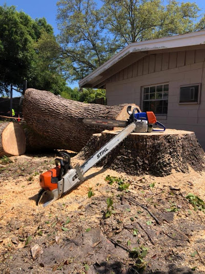 Pine tree removal was completed and the crew did an excellent job