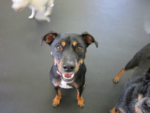 Veterinarian «PetCoral Resort and Veterinary», reviews and photos, 924 Del Prado Blvd, Cape Coral, FL 33990, USA