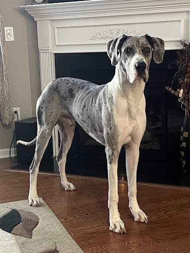 Greenway Animal Hospital image