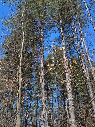 Nature Preserve «Leonard Preserve», reviews and photos, N Union St, Manchester, MI 48158, USA
