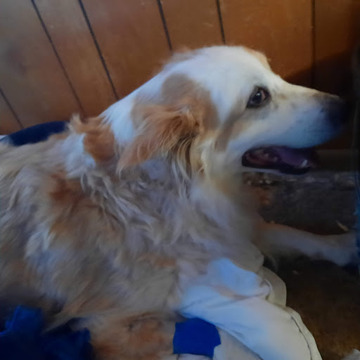 Pet Supply Store «Petco Animal Supplies», reviews and photos, 517 N 3rd Pl, Manhattan, KS 66502, USA