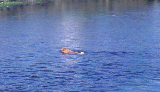 Park «New Brighton Park», reviews and photos, 3201 New Brighton Rd, Arden Hills, MN 55112, USA