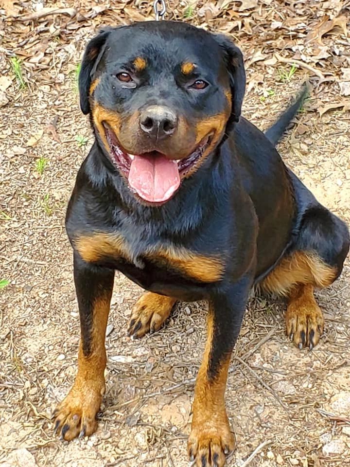 Vom Haus Curbeam Rottweiler Kennel, LLC