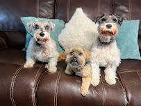 Geo and Fido's Doggy Daycare & Boarding - Photo 3 - Car repair in Sacramento, CA, Elk Grove