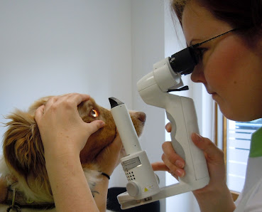 Tierärztliche Spezialpraxis für Augenheilkunde - Dr. Anja Engelhardt Lange G. 20, 86152 Augsburg, Deutschland