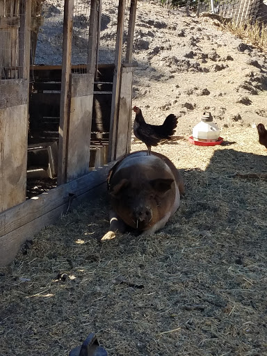 Pet Supply Store «El Sobrante Feed & Pet Supplies», reviews and photos, 501 Appian Way, El Sobrante, CA 94803, USA