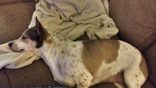 Animal Protection Organization «Greenville Humane Society», reviews and photos