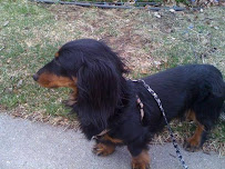 dogs dig walking - Photo 7 - Car repair in , Minneapolis