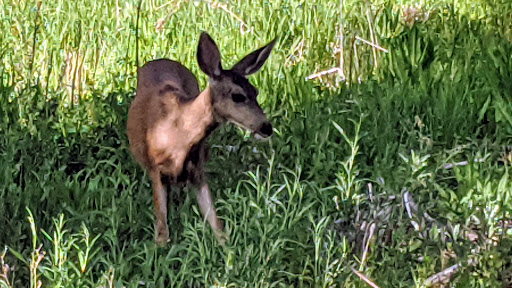 Golf Course «Patty Jewett Municipal Golf Course», reviews and photos, 900 E Espanola St, Colorado Springs, CO 80907, USA