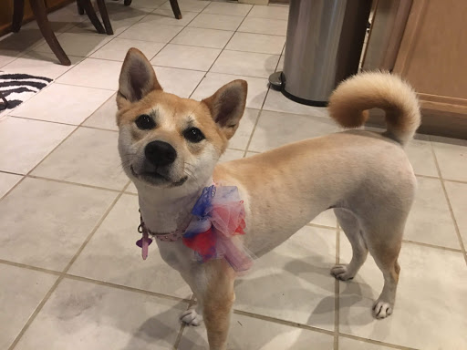 Pet Supply Store «Petco Animal Supplies», reviews and photos, 10864 Kuykendahl Rd, The Woodlands, TX 77381, USA