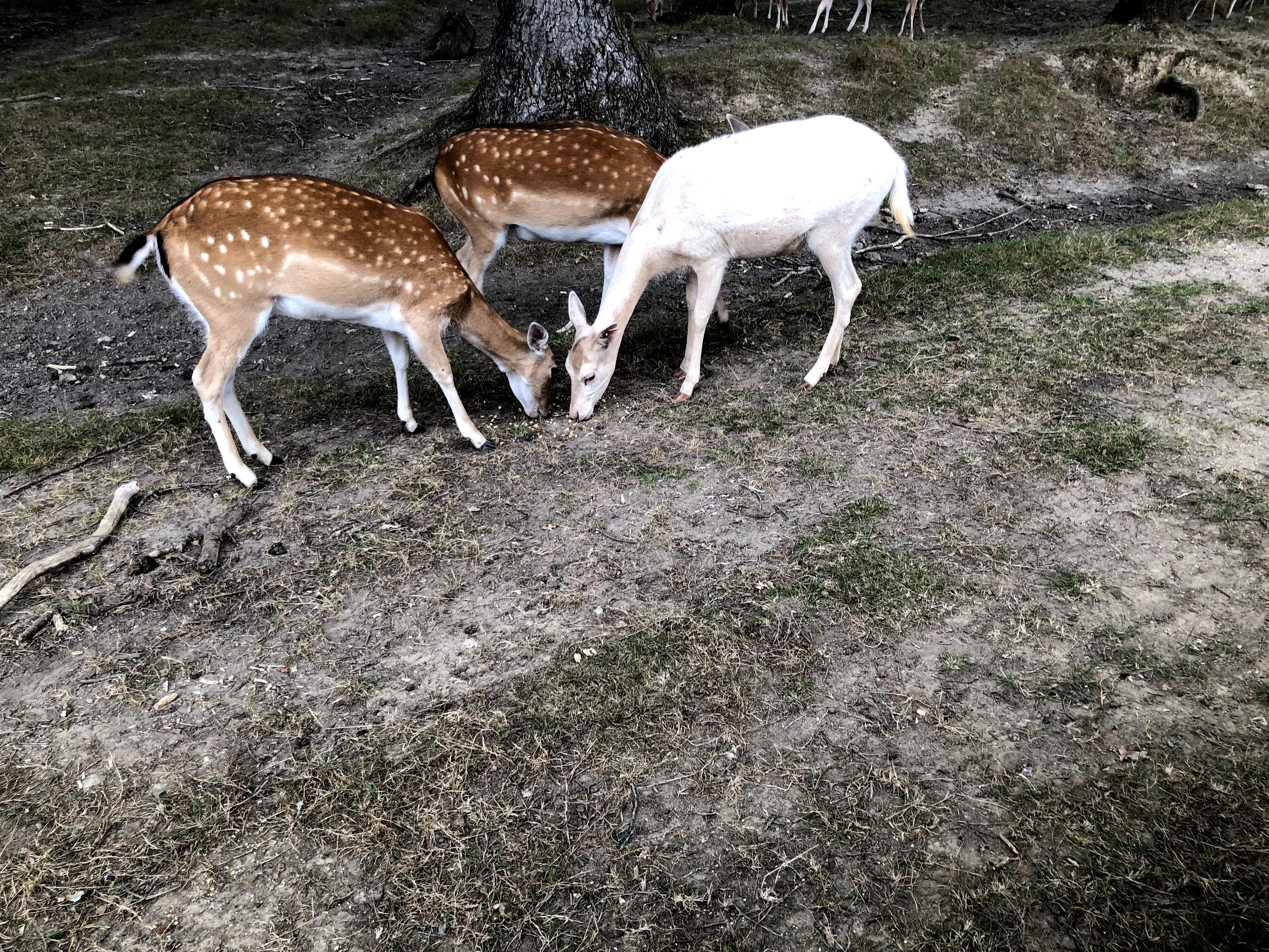 Photo n° 37 de l'avis de Julien.o fait le 27/07/2018 à 17:41