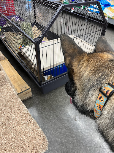 Pet Supply Store «Pet Supplies Plus», reviews and photos, 12407 MoPac Expy 525 - B, Austin, TX 78758, USA