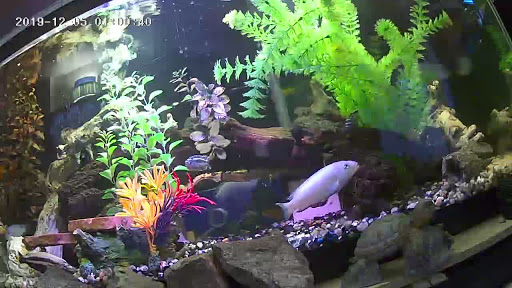 Tropical Fish Store «Golden Fish Aquariums», reviews and photos, 7145 W Colfax Ave, Lakewood, CO 80214, USA