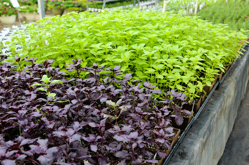 Plant Nursery «Blooming Acres», reviews and photos, 7561 State Rd, Wadsworth, OH 44281, USA