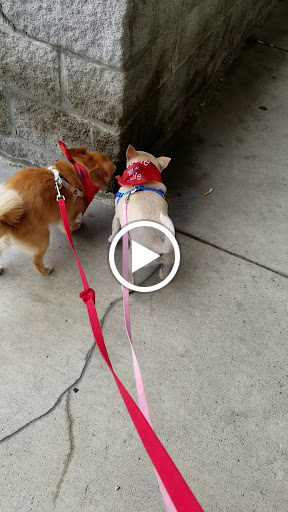 Pet Supply Store «PetSmart», reviews and photos, 263 Midway Blvd, Elyria, OH 44035, USA