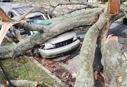 Paradise Landscaping & Tree Removal