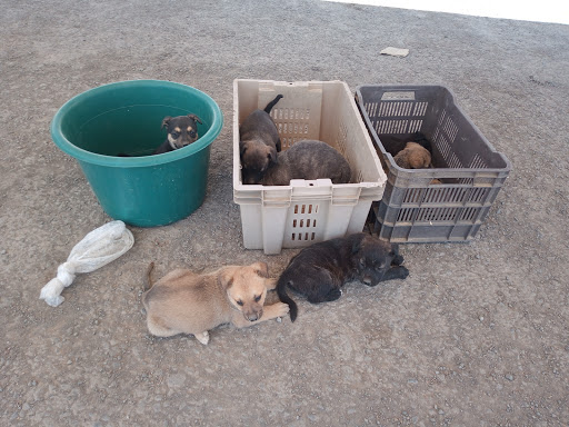 Paseador de perros Chimalhuacán