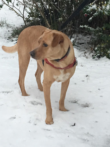 Pet Supply Store «AARF Pet Central», reviews and photos, 6570 James B Rivers Memorial Dr, Stone Mountain, GA 30083, USA