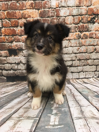 Pet Store «Happiness Is Pets», reviews and photos, 2936 Showplace Dr, Naperville, IL 60564, USA