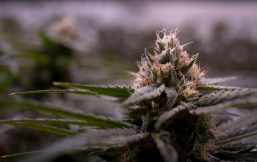 Homeopathic Pharmacy «Kind Pain Management Inc.», reviews and photos, 2636 Youngfield St, Lakewood, CO 80215, USA