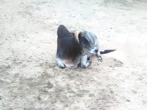 Zoo «Gators and Friends», reviews and photos, 11441 US-80, Greenwood, LA 71033, USA