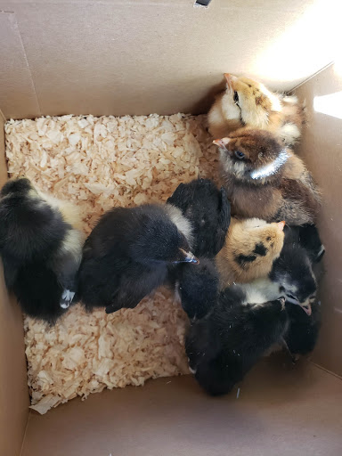 Animal Feed Store «Wilco Farm Store», reviews and photos, 2741 OR-99W, McMinnville, OR 97128, USA