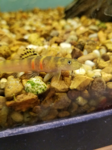 Tropical Fish Store «Pet Friendly Inc», reviews and photos, 845 Manitou Rd, Hilton, NY 14468, USA