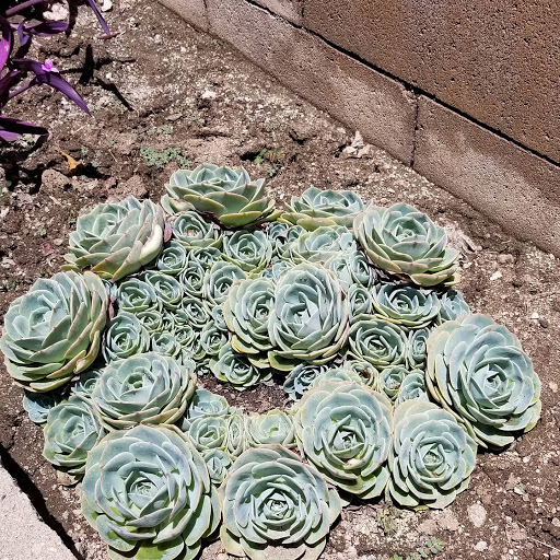 Florist «Plant Safari», reviews and photos, 653 N Central Ave, Upland, CA 91786, USA