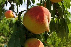 Grossen Peaches image