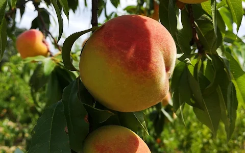 Grossen Peaches image