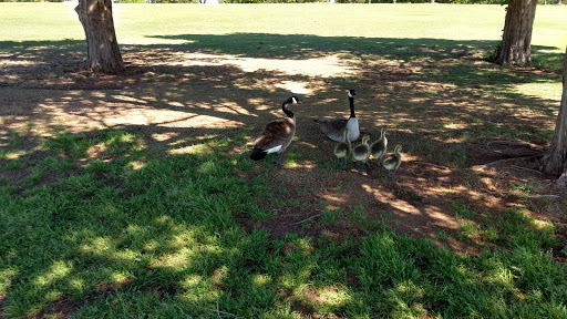 Golf Course «Broadmoore Golf Course», reviews and photos, 500 Willow Pine Dr, Moore, OK 73160, USA