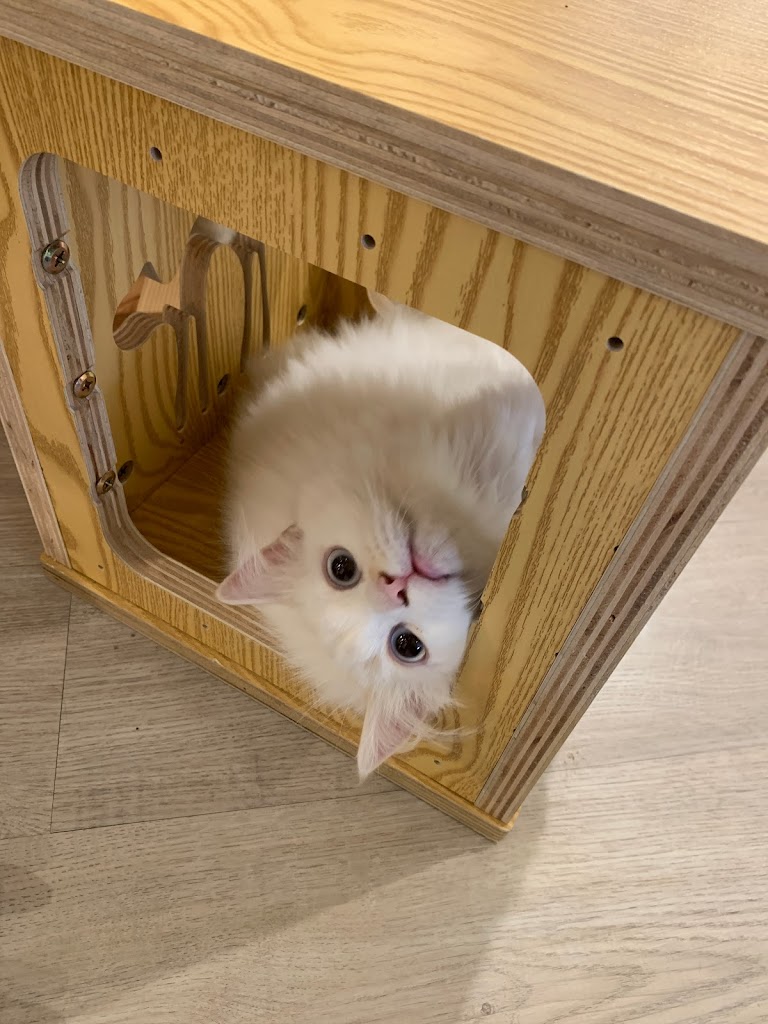 貓樂貓咖啡 LaLaport 台中店 的照片